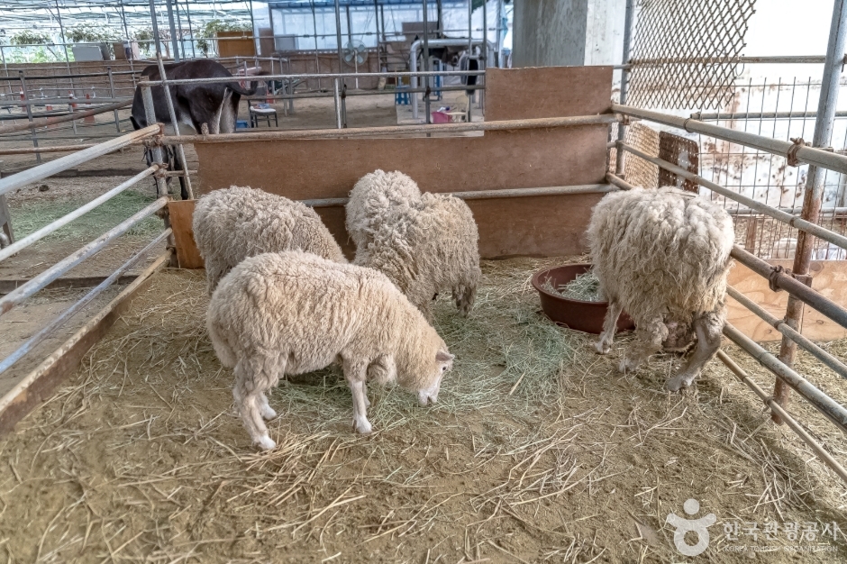 늘푸른체험농원17