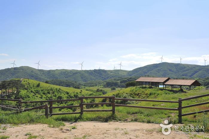 삼양대관령목장