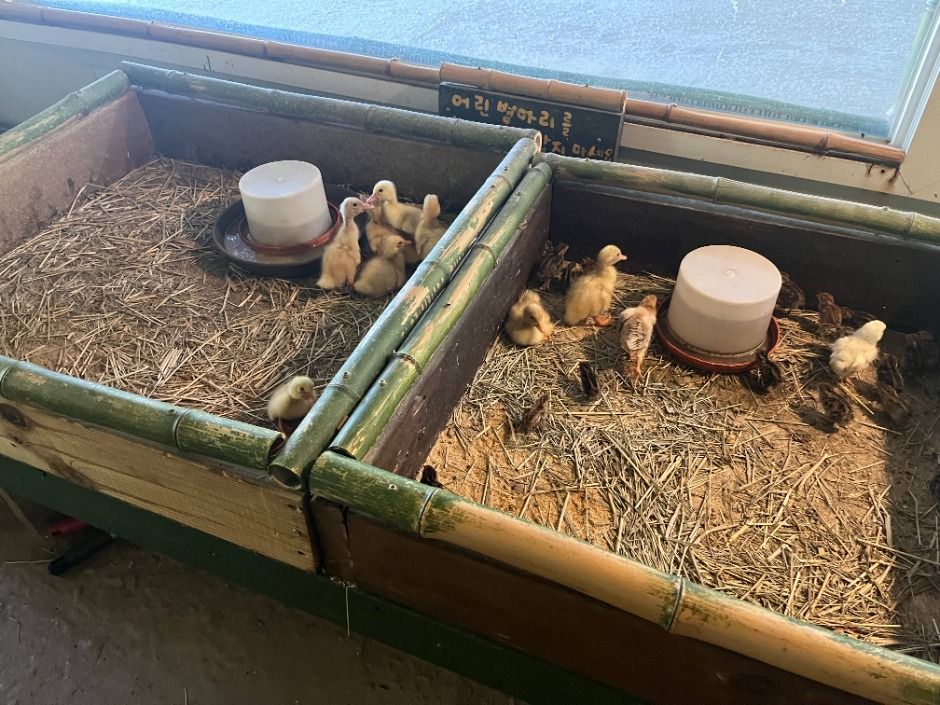 강릉_대관령아기동물농장 (7)