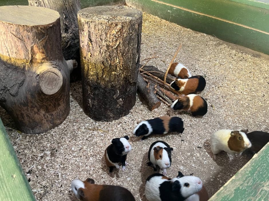 강릉_대관령아기동물농장 (8)