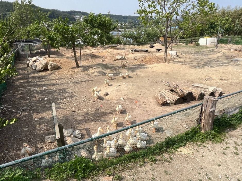 강릉_대관령아기동물농장 (1)