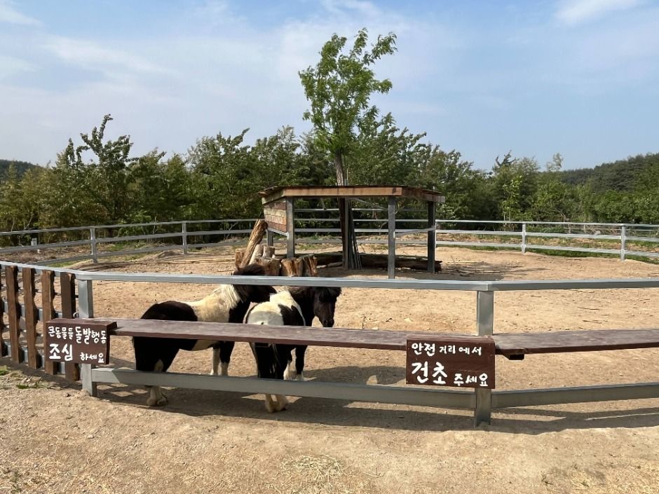 강릉_대관령아기동물농장 (2)