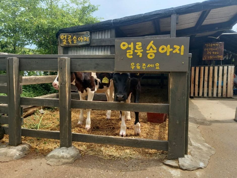 강릉_대관령아기동물농장 (3)