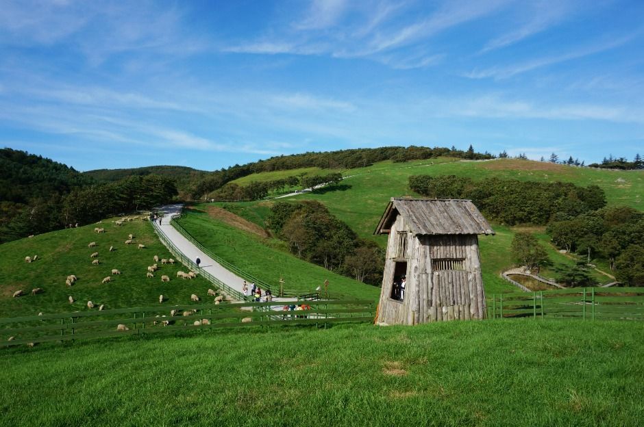 대관령 양떼목장 (1)