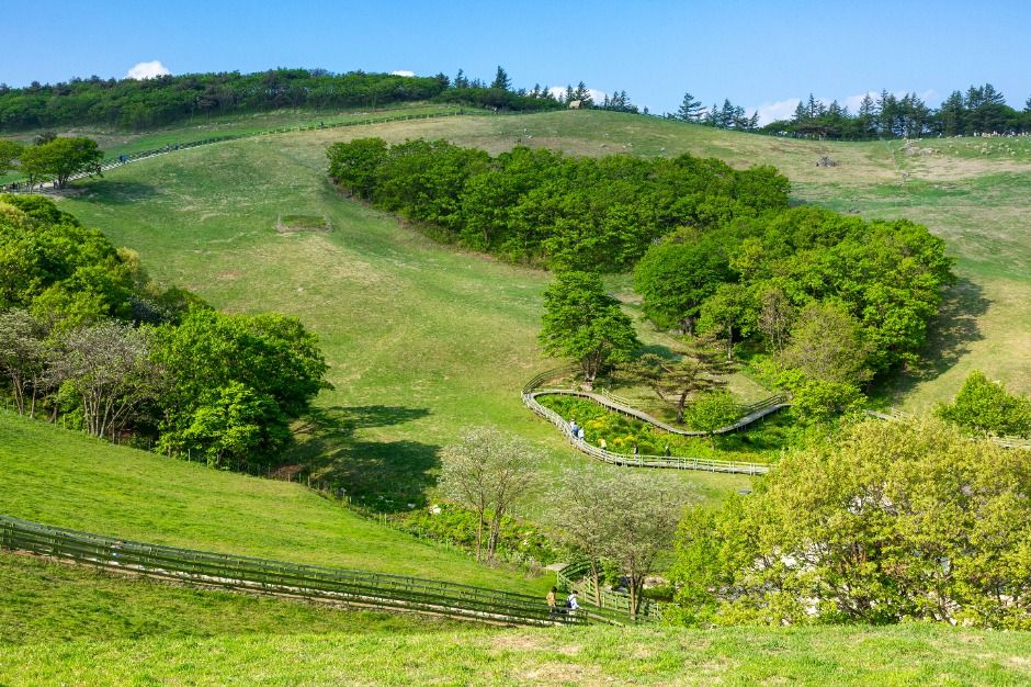 대관령 양떼목장 (2)