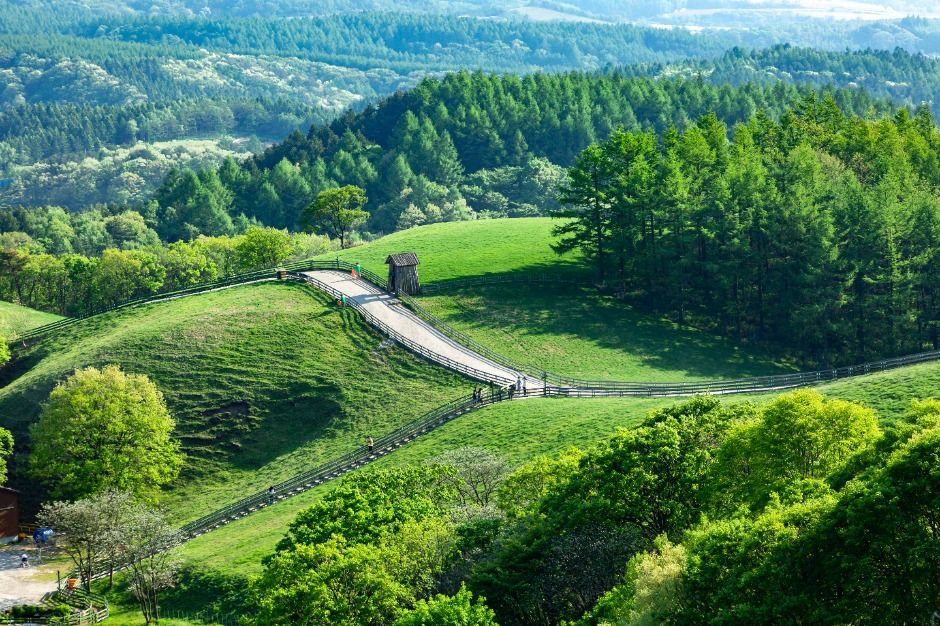 대관령 양떼목장 (3)