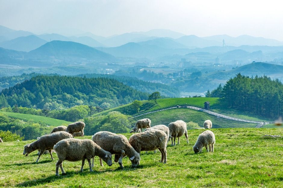 대관령양떼목장