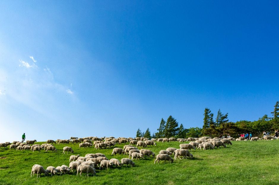 대관령 양떼목장 (5)