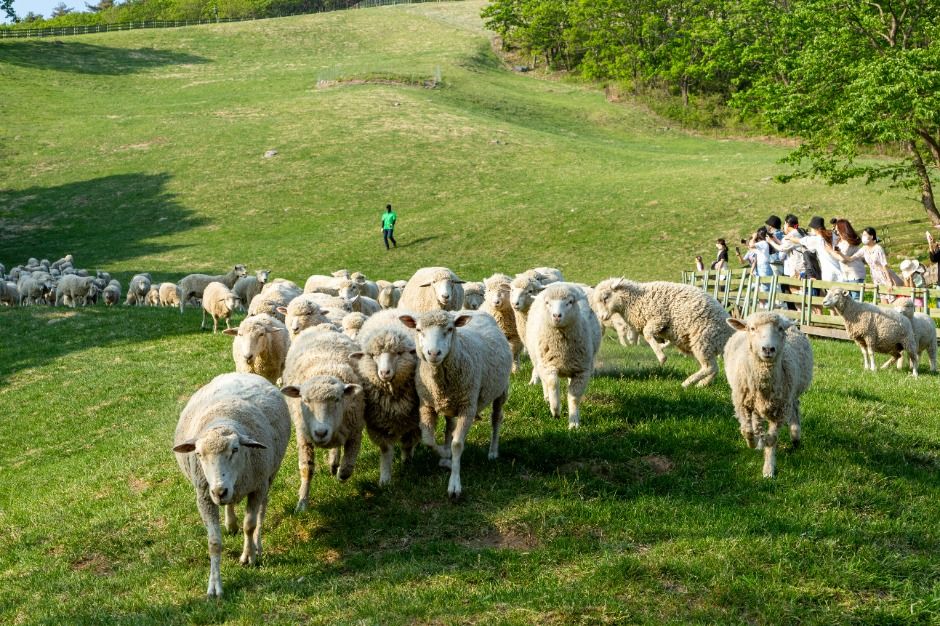 대관령 양떼목장 (6)