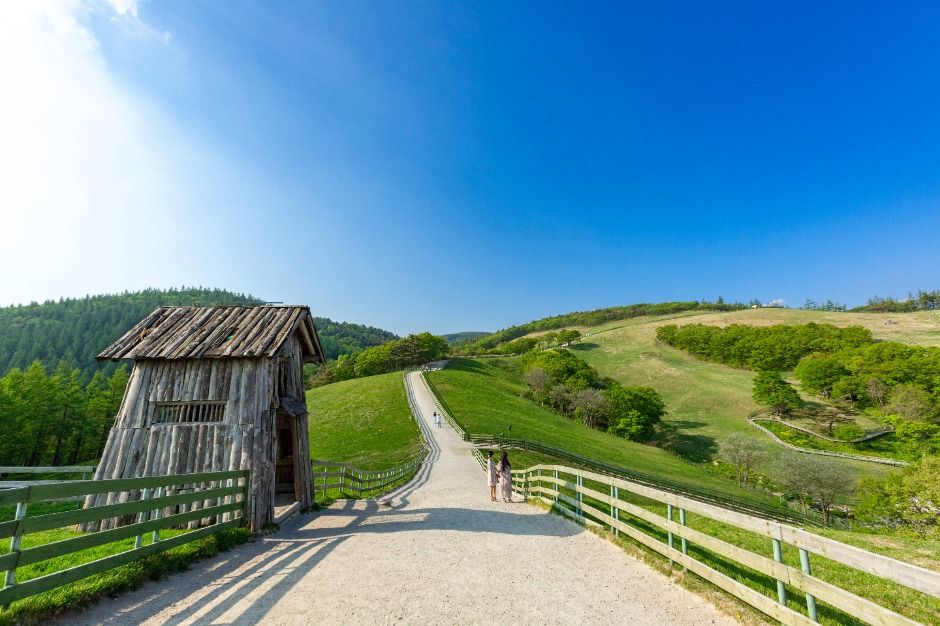 대관령 양떼목장 (7)