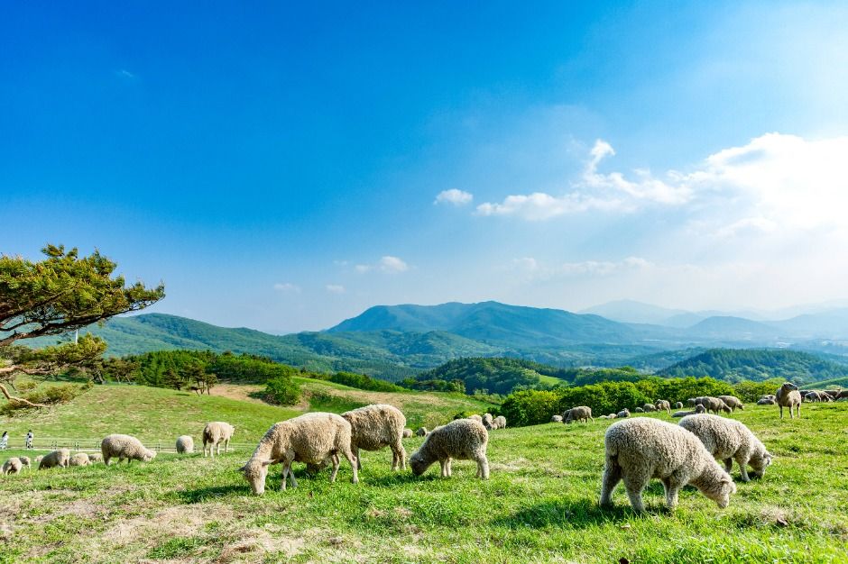 대관령 양떼목장 (8)