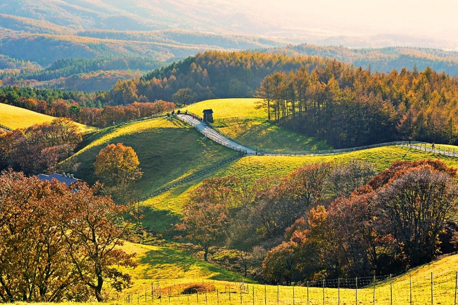 대관령 양떼목장 (10)