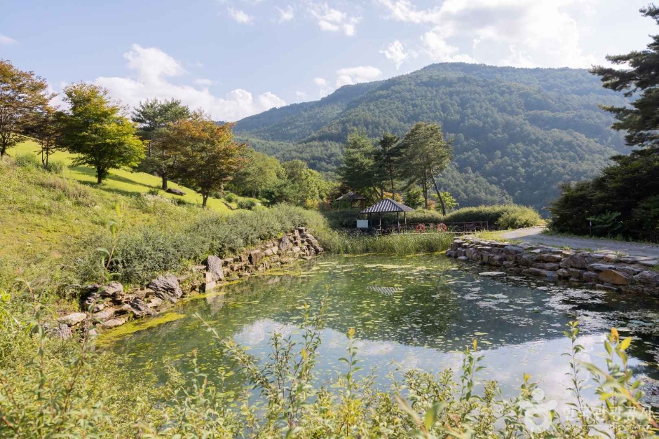 정선_로미지안 가든 (11)