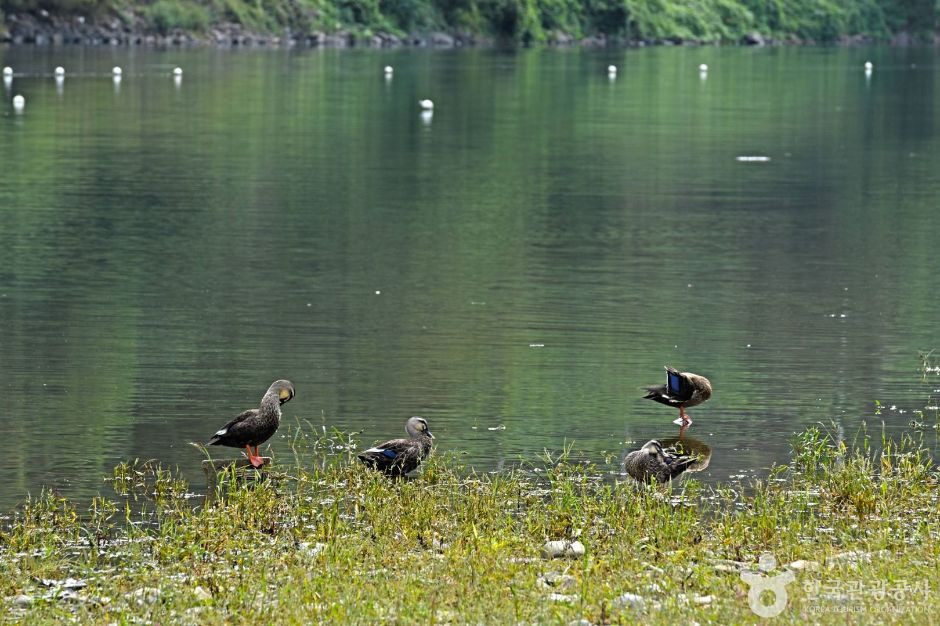 홍천_마곡유원지 (5)