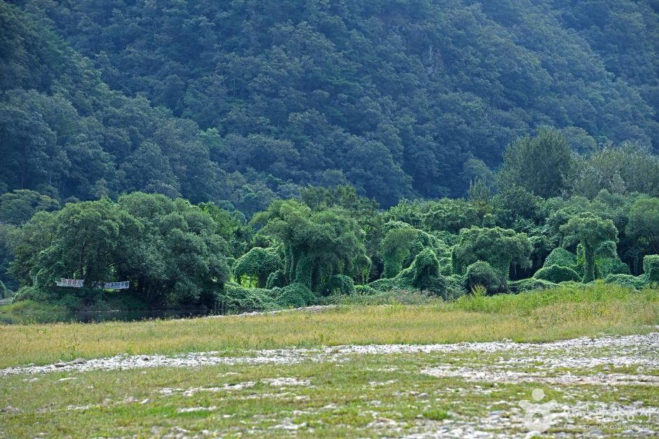 홍천_마곡유원지 (6)