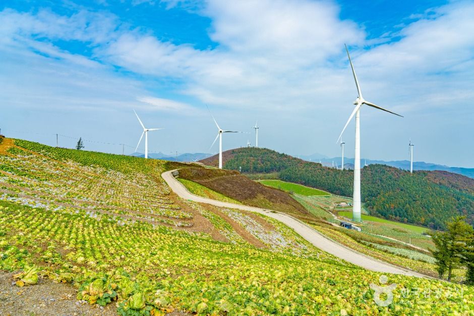 태백_매봉산풍력발전단지(바람의 언덕) (2)