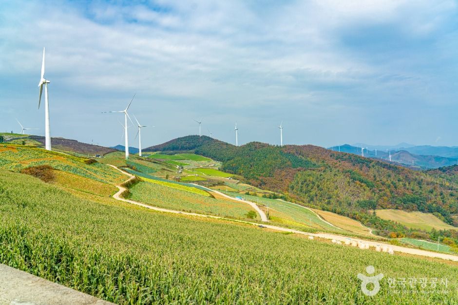 태백_매봉산풍력발전단지(바람의 언덕) (8)