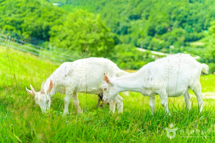열대야는 없고 별은 있다!