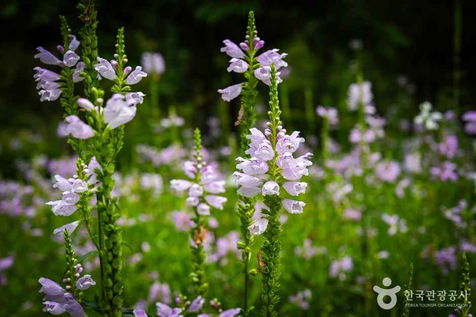 백두대간생태수목원