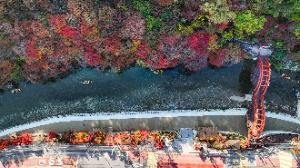 철암단풍군락지