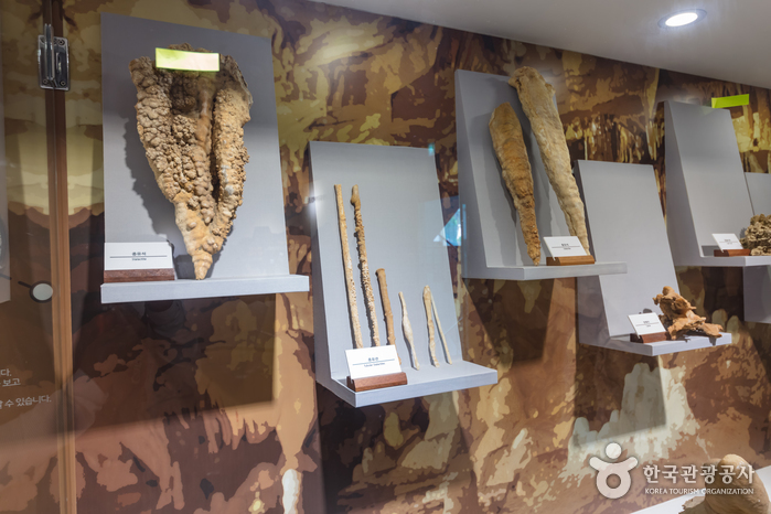 백룡동굴 (강원고생대 국가지질공원) 5