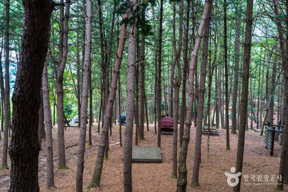 영월_봉래산(영월) (7)