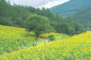 태백 구와우마을(고원자생식물원)