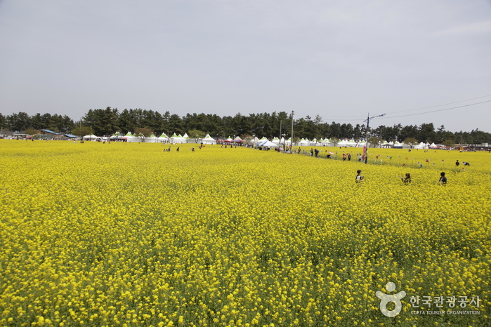 맹방유채꽃축제