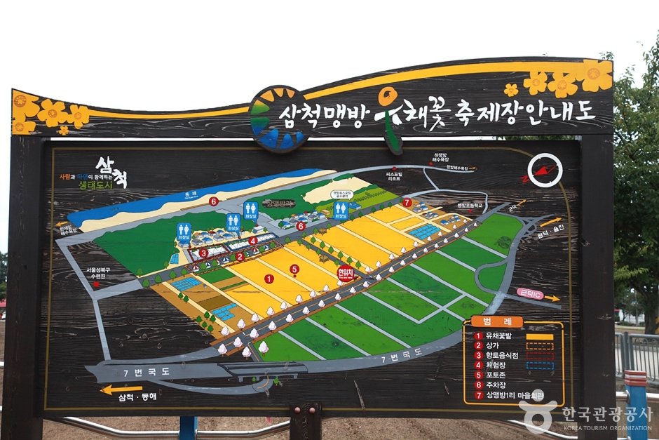 삼척 맹방유채꽃 마을 (1)