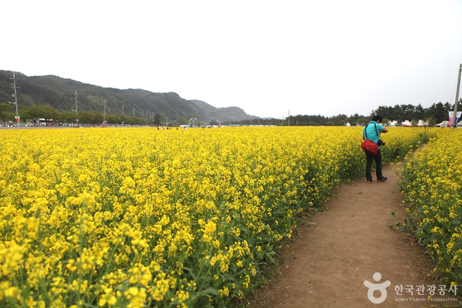 삼척 맹방유채꽃 마을 (12)