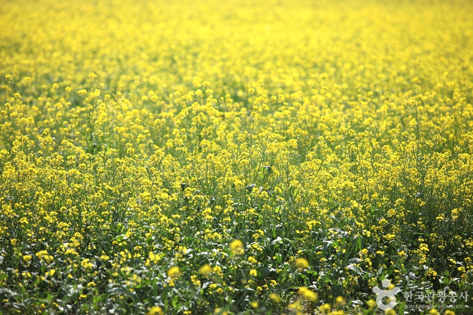 삼척 맹방유채꽃 마을 (18)