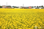 삼척 맹방유채꽃 마을