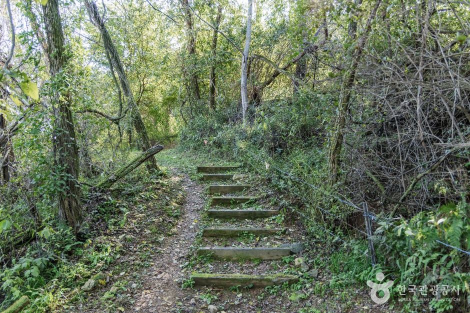 철원_소이산 생태숲 녹색길 (1)