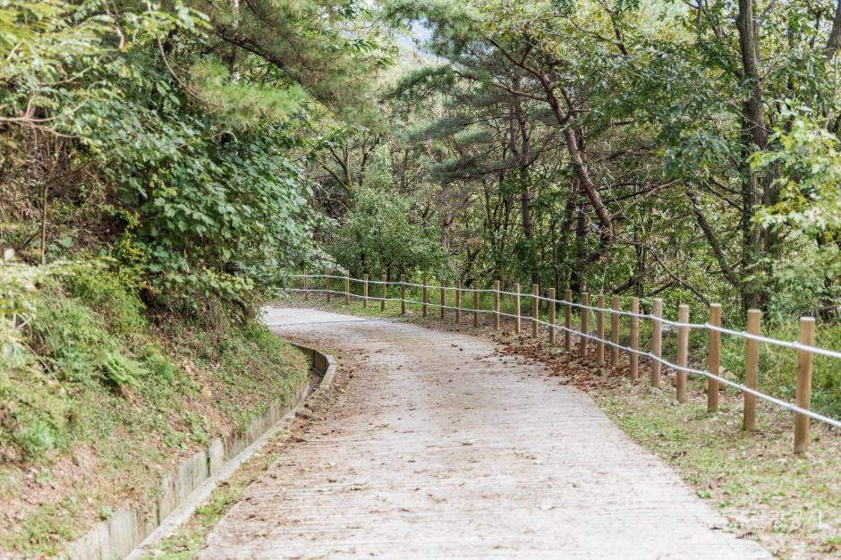 철원_소이산 생태숲 녹색길 (4)