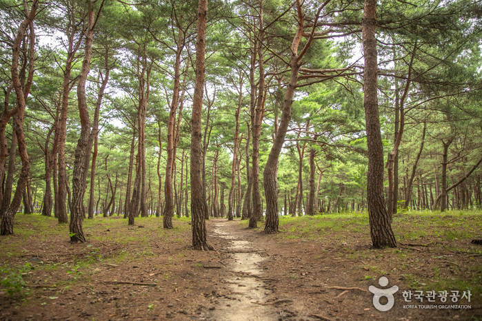 강원_강릉_송정해변(송정해수욕장)04