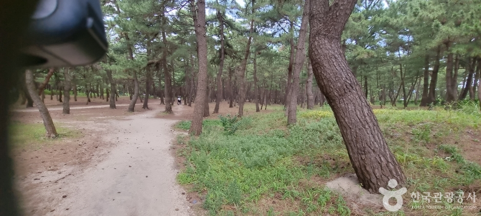 송정해변(송정해수욕장)_4