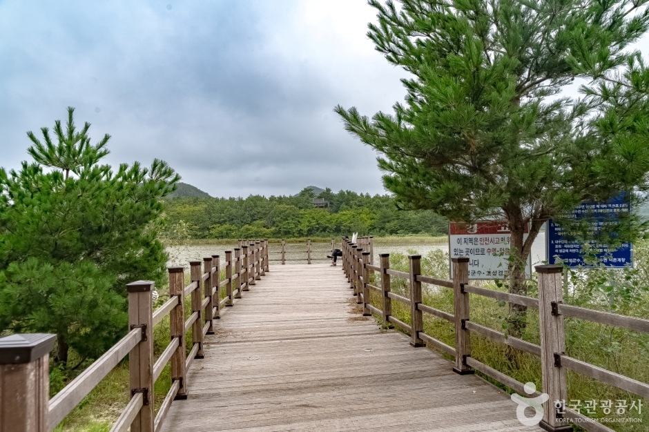 강원도_고성_송지호둘레길 (19)