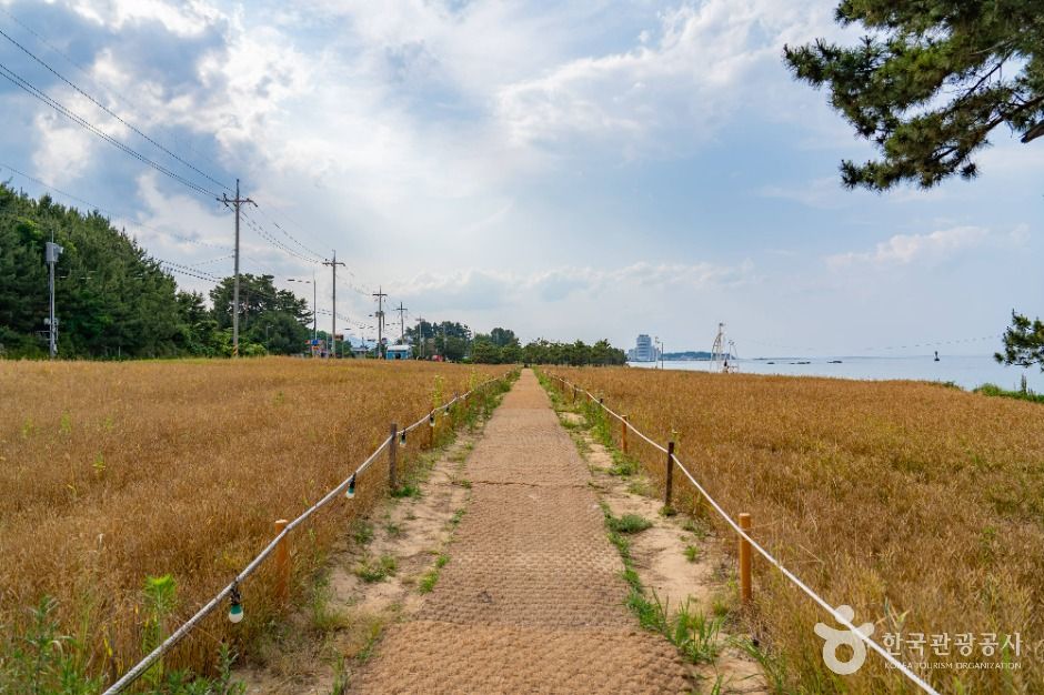 강릉_순긋해변 (2)