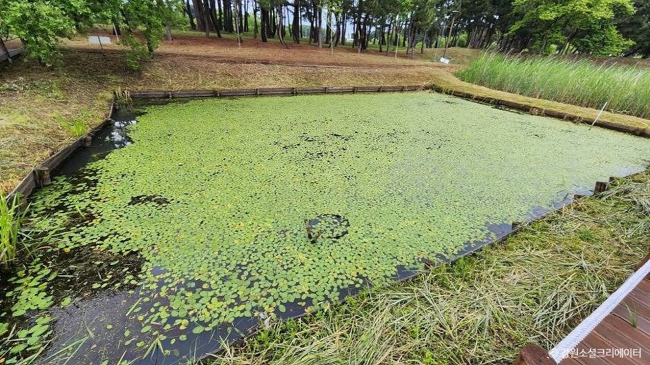 강릉_순포습지 (1)