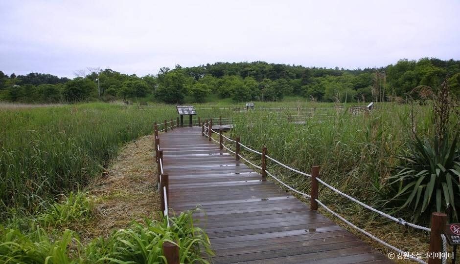 강릉_순포습지 (4)