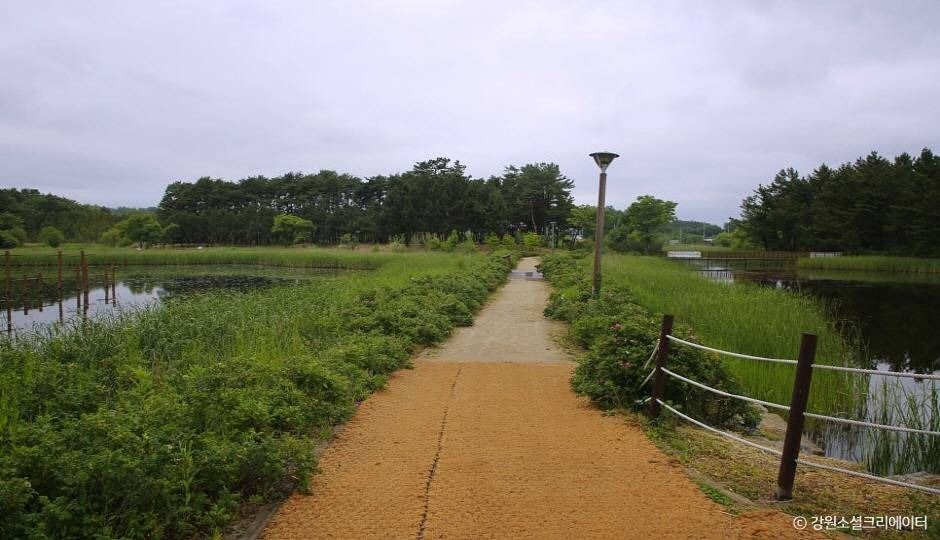 강릉_순포습지 (6)