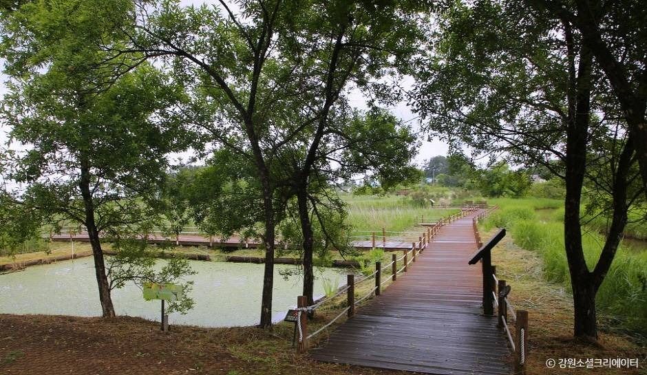 강릉_순포습지 (8)