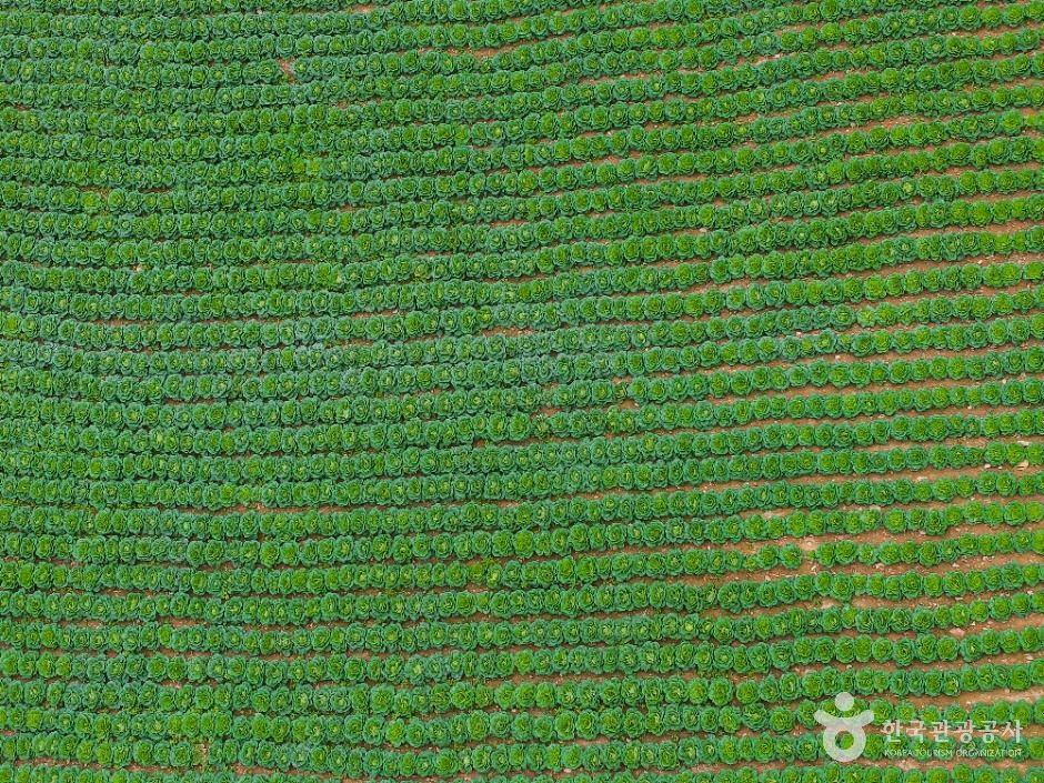 강릉_안반데기 (1)