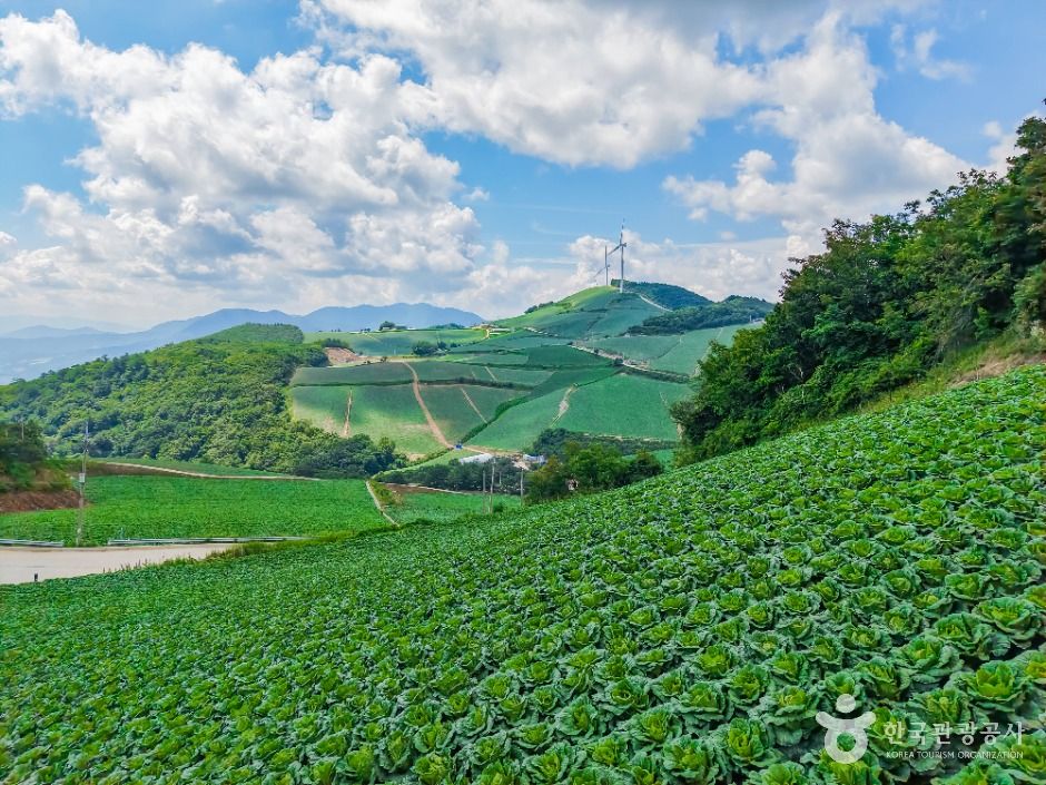 강릉_안반데기 (2)