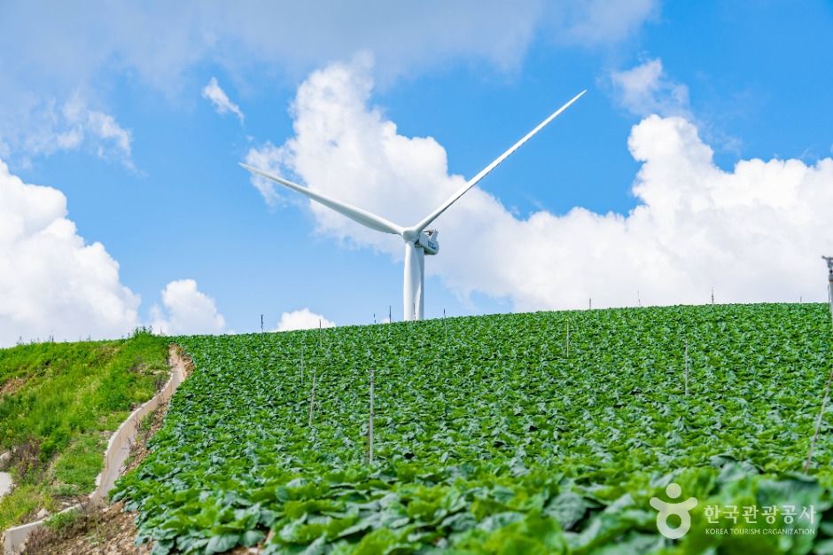 강릉_안반데기 (4)