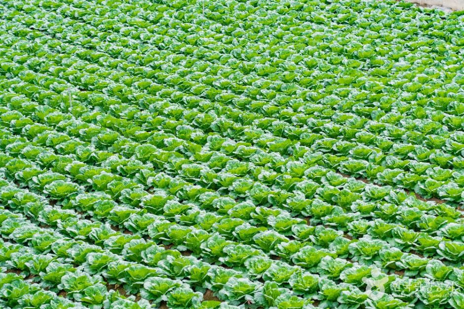 강릉_안반데기 (5)