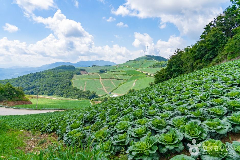 강릉_안반데기 (8)