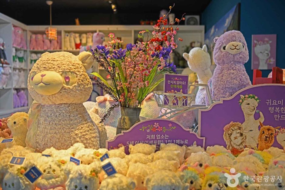 강원_평창_알파카 체험카페 마추픽추 (3)