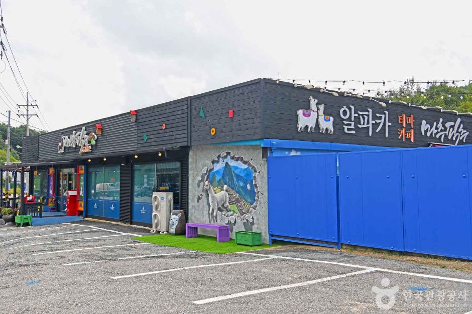강원_평창_알파카 체험카페 마추픽추 (1)