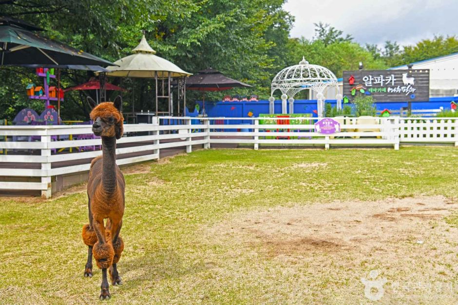 강원_평창_알파카 체험카페 마추픽추 (5)